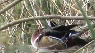 Wood Duck