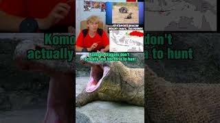 20 Largest Land Carnivores: The Komodo Dragon #shorts