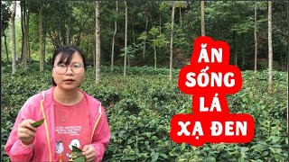 Ăn sống lá xạ đen và các chú ý khi sử dụng lá xạ đen tươi! Mua lá xạ đen SĐT: 0869145860