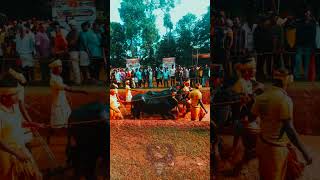 Miyani Kaadinatharu kambala  | Byndoor | Kambala |  #kambala #kambalarace #mangalorekambala