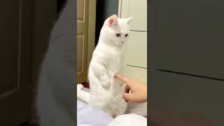 Cute cat #shorts #funny #comedy