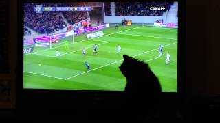 Cat watching football on TV