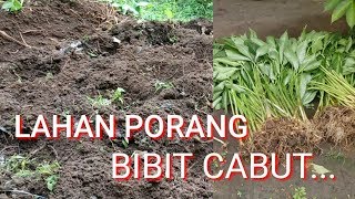 PERSIAPAN LAHAN TANAM PORANG||BIBIT CABUTAN