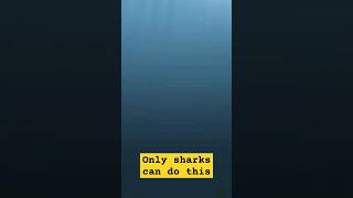 Only shark can 🦈 #viral #history #trending #facts #ytshorts #june #reels #shorts