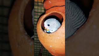 Budgies | New One inside the pot | love Birds | Vibes