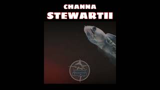 ikan channa stewartii || ikan channa || ikan hias predator @TungguPancing #videoshorts #stewartii