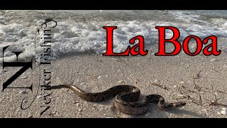 Una Boa en la paya? Pesca de orilla