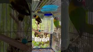 Colorful Birds #cute #birdlover #nature #naturebeuty #shortvideo #youtubeshorts #shorts #trending