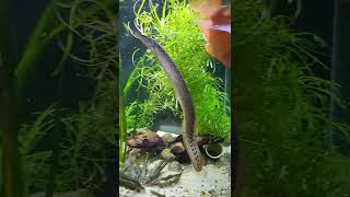 Black spotted Eel (Mastacembelus Dayi)