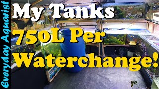 Water Changing Tanks in My Fish House PATREON EXCLUSIVE EXAMPLE