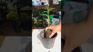 Vinca Plant Repot. #vinca #flowers #shorts #trending #viralvideo