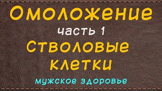 Омоложение - часть первая - стволовые клетки - мужское здоровье