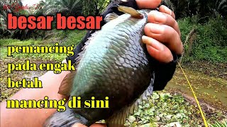 pantesan!!! Ikanya besar besar pemancing pada engak betah || Mancing betok monster