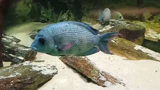 Cichlidae de Madagascar - Aquarium tropical du Palais de la porte Dorée à Paris France