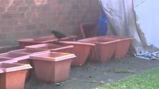 Blackbird vandalising plant pots !