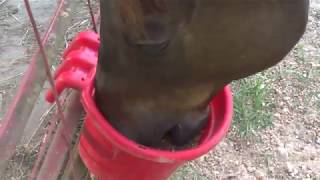 Horse Feeding Nutrition Basics with Imprint Founding Veterinarian Dr. Robert M Miller