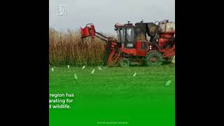 Sugarcane fields, as bird sanctuaries / nature tourism and employment opportunities