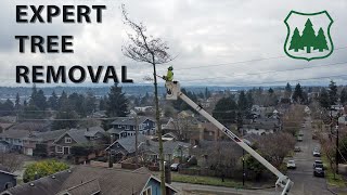 Expert Tree Removal: Safely Removing 4 Beetle-Infested Pines in One Day!