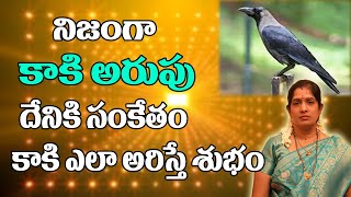 కాకి అరుపు దేనికి సంకేతం | Kaki Arupu | Crow Sound Effects | Astrology | Samacharam Tv