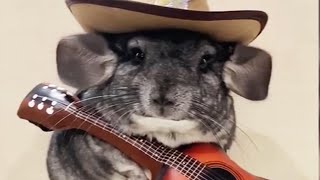 🐹 Funny and Cute Chinchillas Compilation 🐹 [Funny Pets]