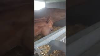 Боба и большая ложка. #short #shorts #horse #animals #wildnaturetv250 #жеребенок #лошади #лошадки