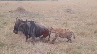 Hyena caught a wildebeest sleeping