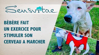 Histoire Touchante de Bèbère: Chien Sauvé par Animal Voice Madagascar Après un Accident