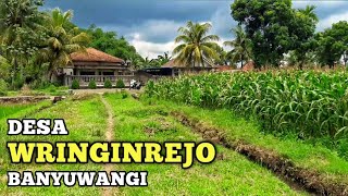 Desa Wringinrejo | Banyuwangi