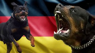 El Gran Poder del Rottweiler Aleman