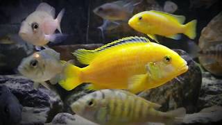 cichlids, cichlids tank, cichlids aquarium, cichlids fish, cichlids fighting, cichlids community