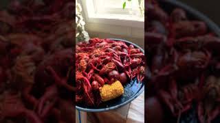 5lbs of Boiled Crawfish 🦞 from Cajun Claws in Breaux Bridge😋 #louisiana #breauxbridge #seafoodboil