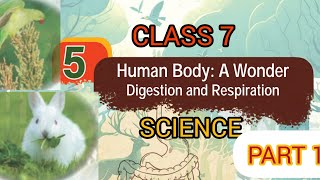 CLASS 7 SCIENCE CHAPTER 5 "HUMAN BODY A WONDER DIGESTION AND RESPIRATION" PART 1