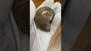 Fossil Ammonite Pendant ~ Madagascar