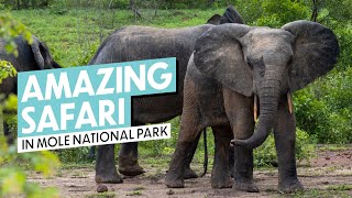 Safari in Mole National Park, Ghana Video