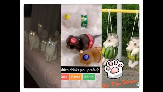 🐱Lets Do The Same Thing😬Funniest compilation--22 Otc 2020