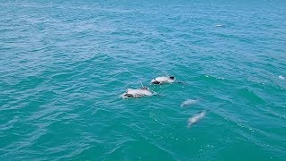 Akaroa Dolphins boat trip