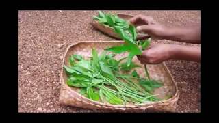 Wel Kohila (Arrowhead Plant) Curry | Food Cooking in Village