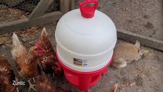 Chickens try Plastic Dome Waterer. Will chickens use Plastic Dome Waterer?