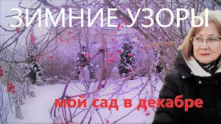 САД ЗИМОЙ. Живая изгородь зимой.