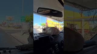 Traveling With Crazy Dogs In My RV #nomadlife #rvliving #rvtravel #rvlifeontheroad #dogshorts