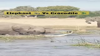 Слон 🐘 против Крокодила 🐊Epic Fight #шорты #короткометражка