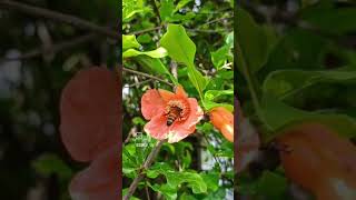 Bees & Beehive on our Pomegranate tree | Beneficial pollinators in our Garden