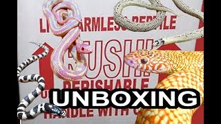 Crazy Kingsnake UNBOXING! 5 NEW KINGSNAKES!