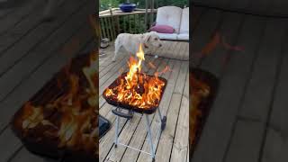 Dog is ready for BBQ #shortvideo #dog