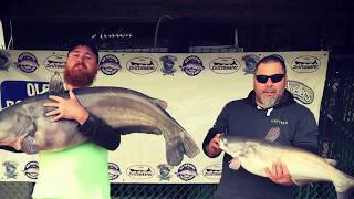 60lb James River Blue Catfish