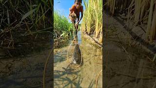 OMG! Amazing Boy Catching big sholfish by Rope Trap in small water #rope_trap_fishing #catching_fish