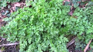 Identify the deadly poisonous water hemlock dropwort (Oenanthe crocata)