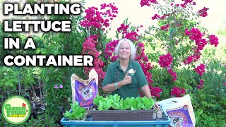 How To Plant Lettuce in A Container Efficiently // Green Thumb Nursery