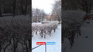 Snowy Garden