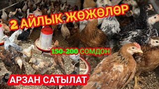 ОППА! 4 миң ЖӨЖӨ сатылат! 🔥ЦЕНА \\ Баасы 150-200 СОМДОН // ОШ